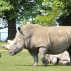 Whipsnade wild animal park