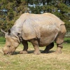 Whipsnade wild animal park
