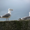 Me and my gull
