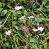 Daisies In the sun at Dovedale