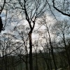 Sun through the trees Linacre Woods near Chesterfield
