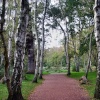 A path through Sherwood Forest to the Major Oak