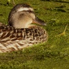 Resting duck, Grand Union Canal, Stoke Bruerne, Northants.
