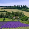 Lavender Fields