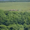 Cattle on Town Moor