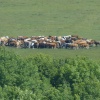 Cattle on Town Moor