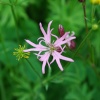 Ragged Robin