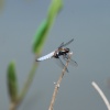 Black Tailed Skimmer male