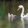 Swans