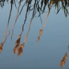 Bull rushes reflected in the Oxford Canal, Marston Doles, Warwickshire