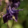 Columbine by Birmingham and Worcester Canal, Dunhampstead, Oddingley, Worcs.