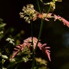 Umbelliferae, Brimingham and Worcester Canal, Dunhampstead near Oddingley, Worcs.
