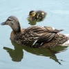 Rickmansworth