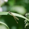 Damsel fly