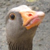 Greylag goose close up