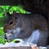 Squirrel on a bird feeder