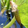 School Pond