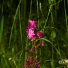 Flowers in the grass