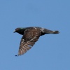 Pigeon