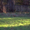 Ringneck Pheasant Near Brandsby, North Yorkshire