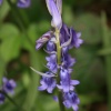 Bluebells