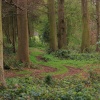 Woods near Lockington