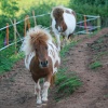 Shetland ponies