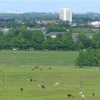 Cattle on Town Moor