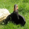 Bird Park  Lotherton Hall