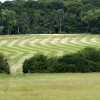 Freshly mown field.