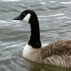 One of the lakes occupants