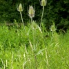 Just a lot of weeds.