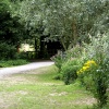 Path from the lake to the forest.