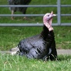 Did I hear someone say Christmas dinner?