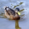 Another duck on the lake.