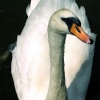 Just another swan.