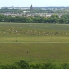 Cattle on the Town Moor