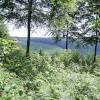 Dalby Forest N Yorkshire