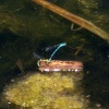 Damselfly