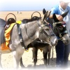 St Annes donkeys