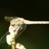 Dragonfly 2.