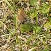 Moth?