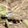 Moth or Butterfly?