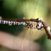 Dragonfly 3.