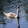 Young swan.