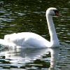Just a swan..