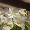 Flowers in the Churchyard, Ivinghoe, Bucks