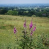 Castlemorton Common