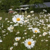 Scampston Gardens010