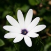 In the Botanic Gardens